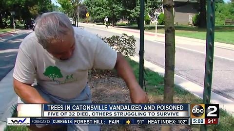 Neighbors outraged by attack on cherry trees