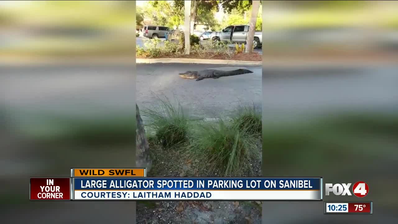 Large alligator chills out in Sanibel parking lot