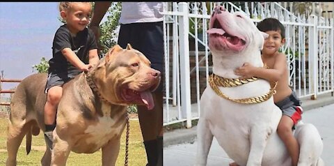 The American Bully Pitbulls Dogs videos 2021