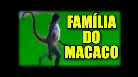 ▶🐒FAMÍLIA DO MACAQUINHO MADLIPZ DO WHATSAPP MEME - JN SILVA