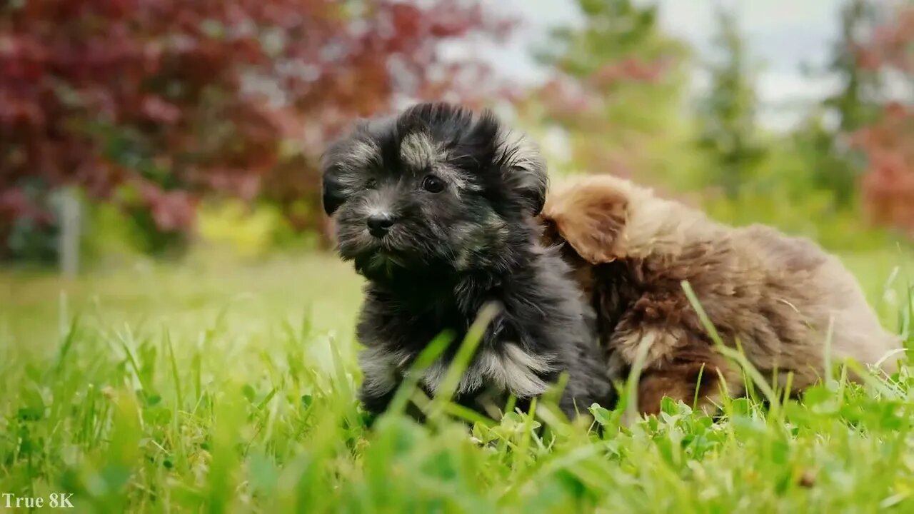 Cute Puppy Video for Dog Lovers