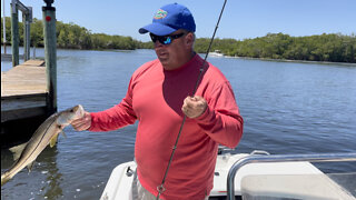 3/29/2022 Captain Larry Blieka’s Snook