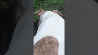 Cat scares away pit bull