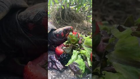 Rojo the Cherry Head Red Foot Tortoise #short #shorts #tortoiseshorts