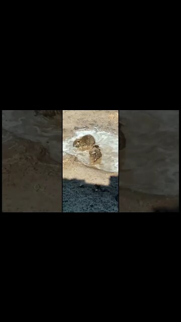 Las pequeñas nutrias se divierten en el barro!