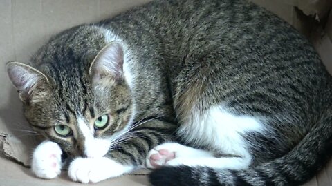 A Quiet Cat
