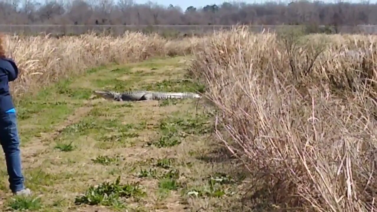 Went to the Alligator wildlife.