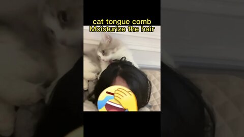 🐱Cutest Cats🐱
