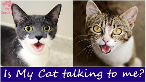 Cats talking !! these cats can speak english well