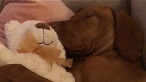 Puppy cuddles teddy bear while sleeping