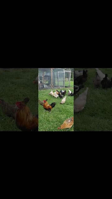 Happy Chickens #homesteading #freerangechickens #chickens #chickenlife
