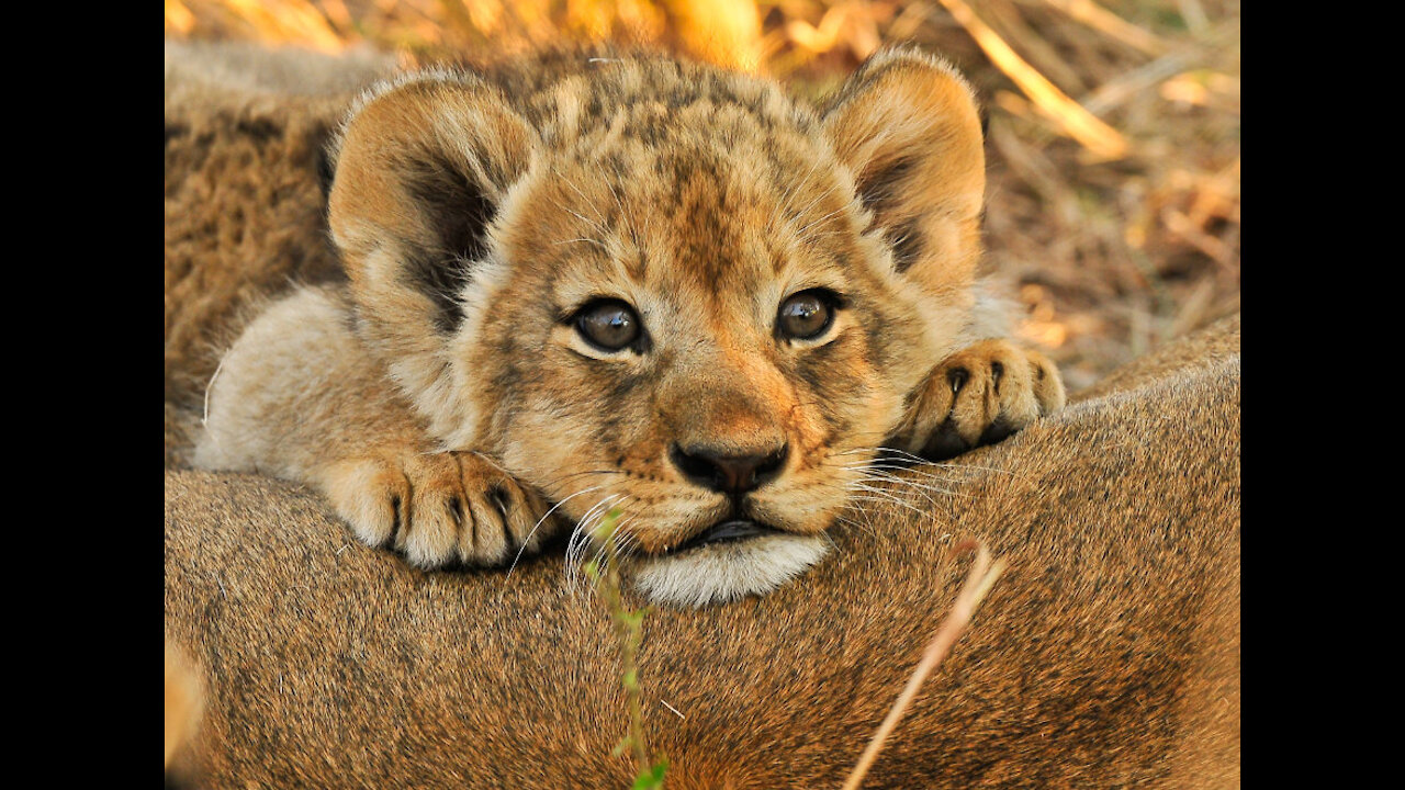 Cute baby Lion🤩