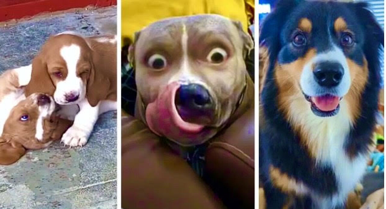 #Dogs #Funny #Puppies Cutest DOG Videos Ever!! 🐶 (Funny PUPPIES Compilation) 🐶