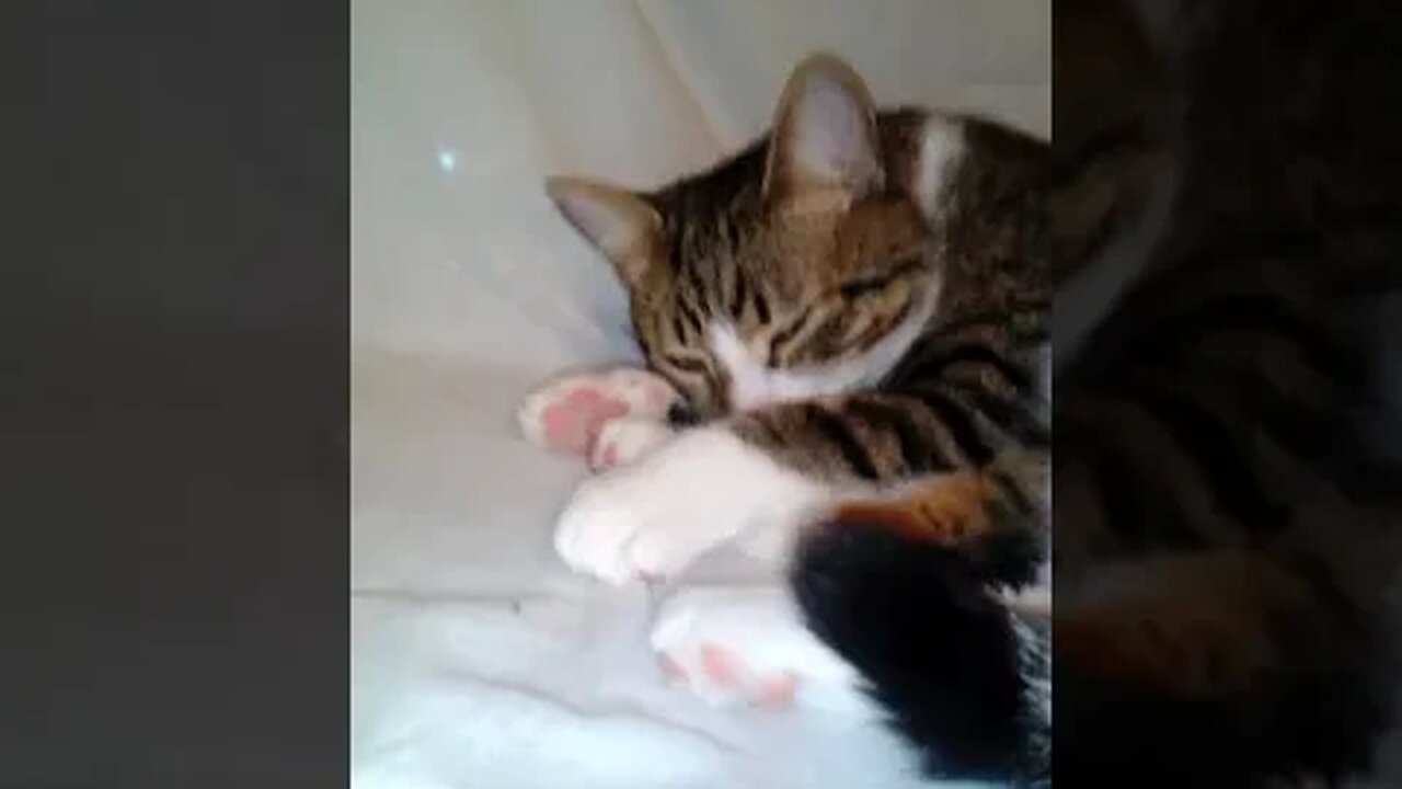 How to Grab the Cat Toes #shorts