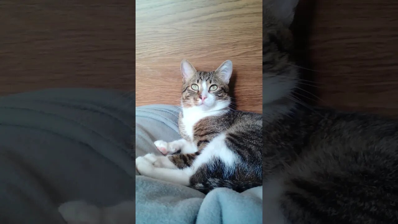 Cat Sleeps on a Blanket in Bed