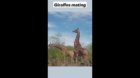 Giraffes mating in wild