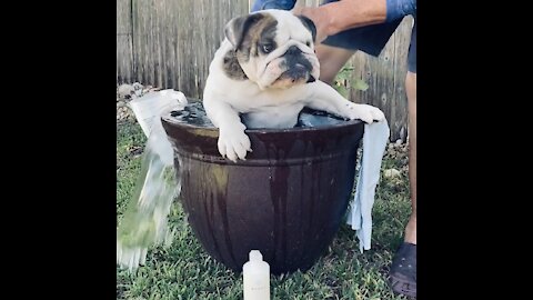 Splish, Splash Goldie loves her bath!