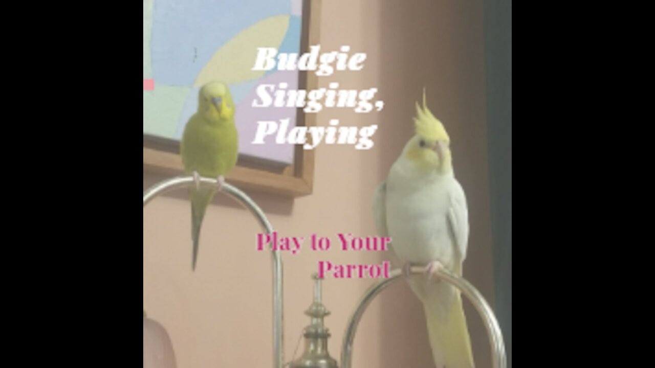 Budgie Singing, Playing and Talking - Play to Your Parrot!