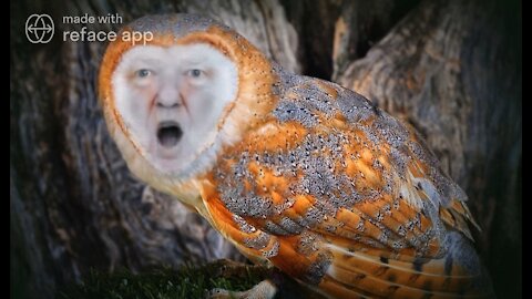 The Ultimate Donald Trump Owl Meme! 🦉