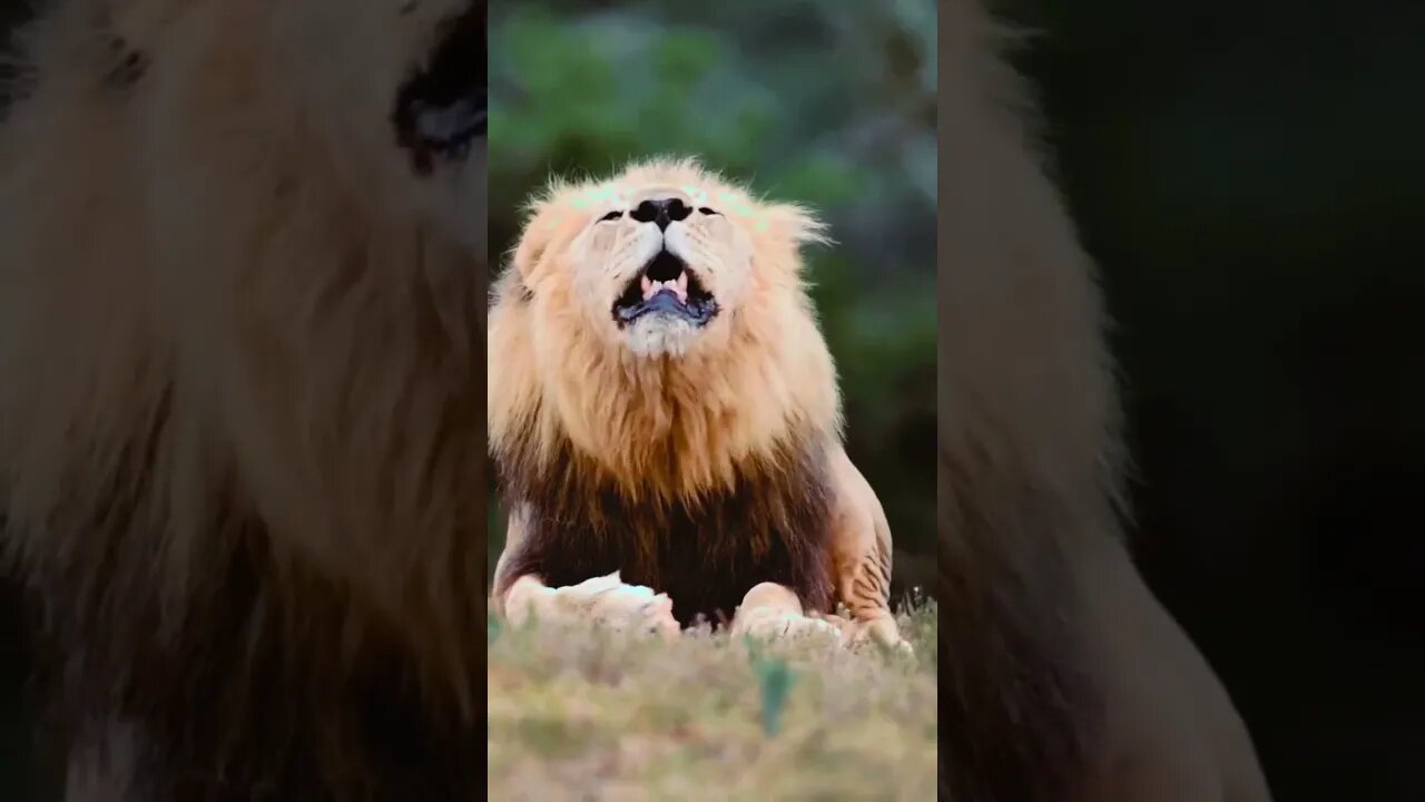 The Most Disturbing Lion 🦁 Roar Ever #shorts #funny #animals #video