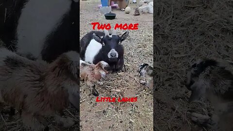 Franny has twin little ladies. #goats #farmlife #animals #baby #babygirl #pets #spring #springtime