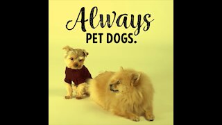 Always Pet Dogs [GMG Originals]