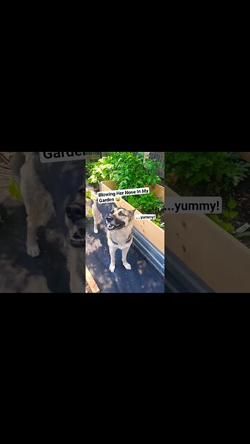 Maple Sneezes #dogs #doggo #shepsky #gsd #huskymix #cute #ytshorts