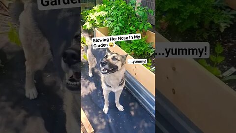 Maple Sneezes #dogs #doggo #shepsky #gsd #huskymix #cute #ytshorts