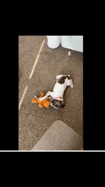 Princess finds the squeaky