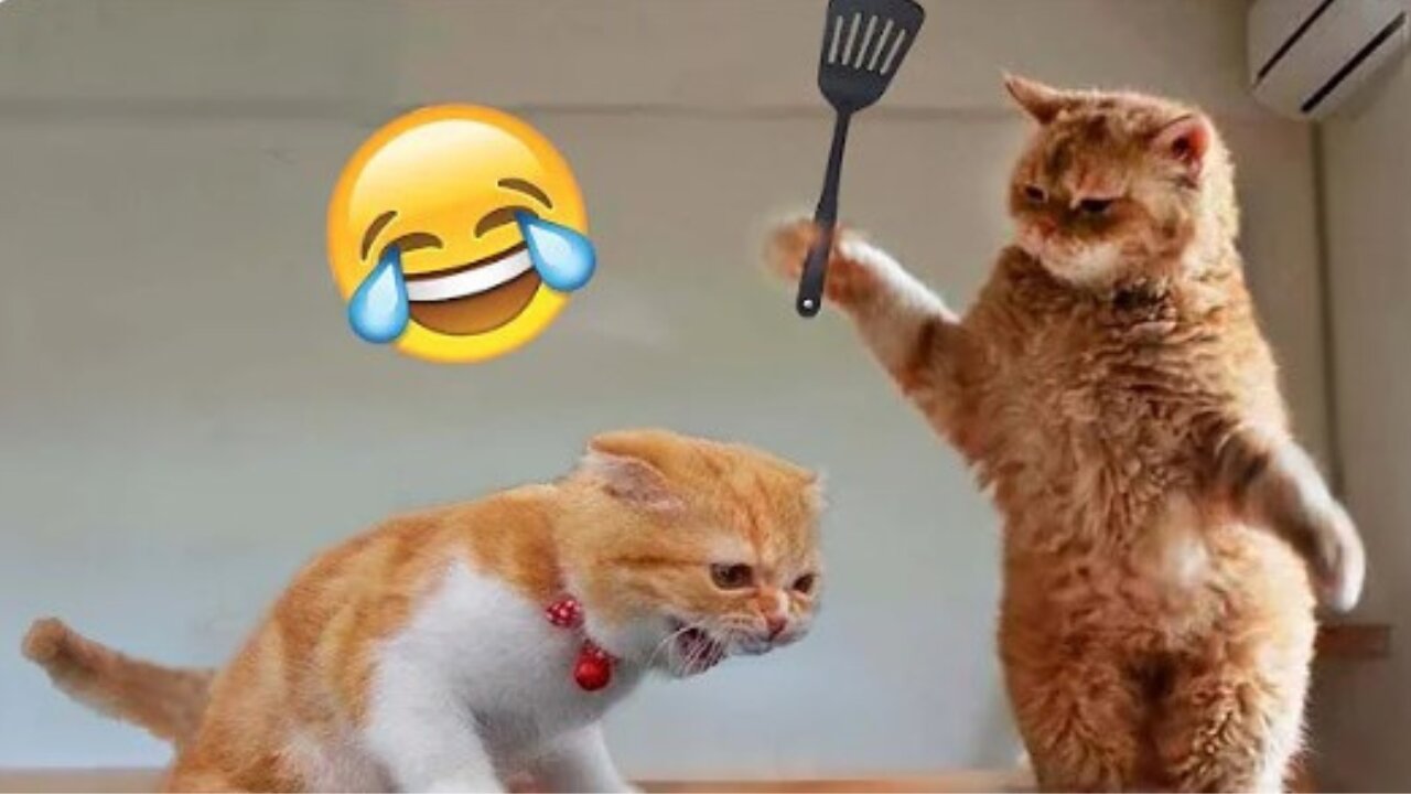 The Best Funny Cat Video