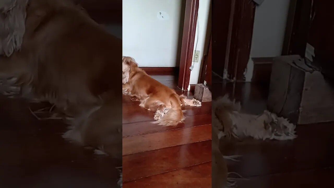 #dogshow , #animals , #dogs , #shorts