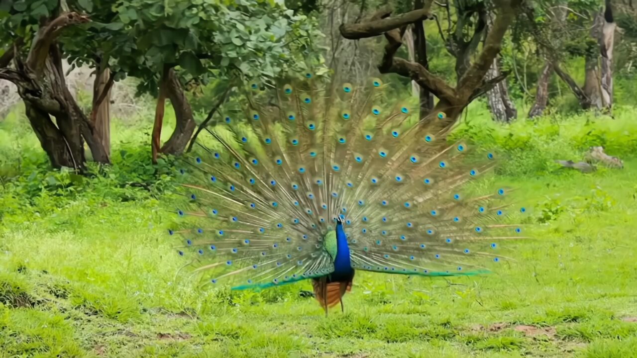 Peacock Dance