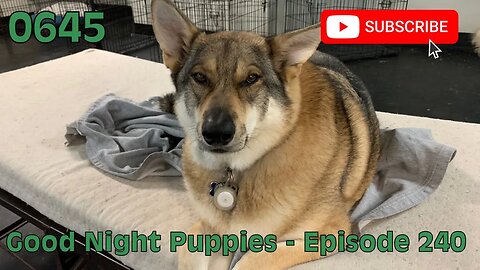 [0645] GOOD NIGHT PUPPIES - EPISODE 240 [#dogs #doggos #doggies #puppies #dogdaycare]