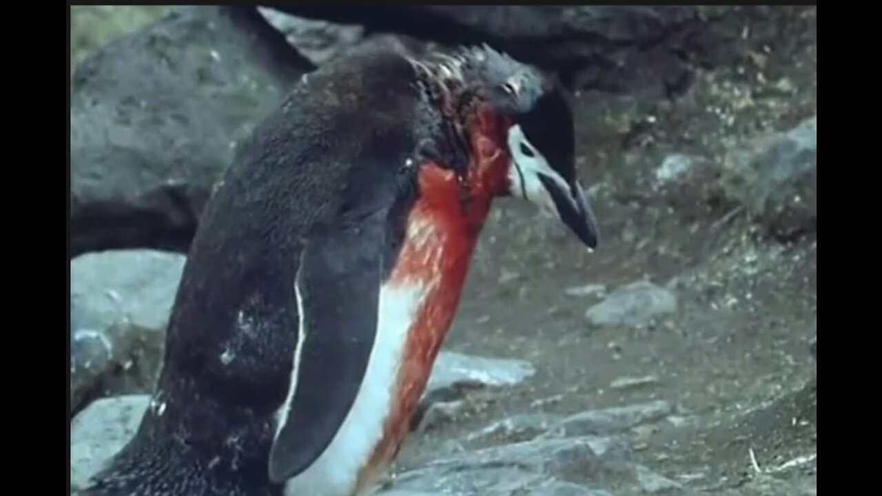 Heartbreaking! Penguin Sacrifice Life in the polar region