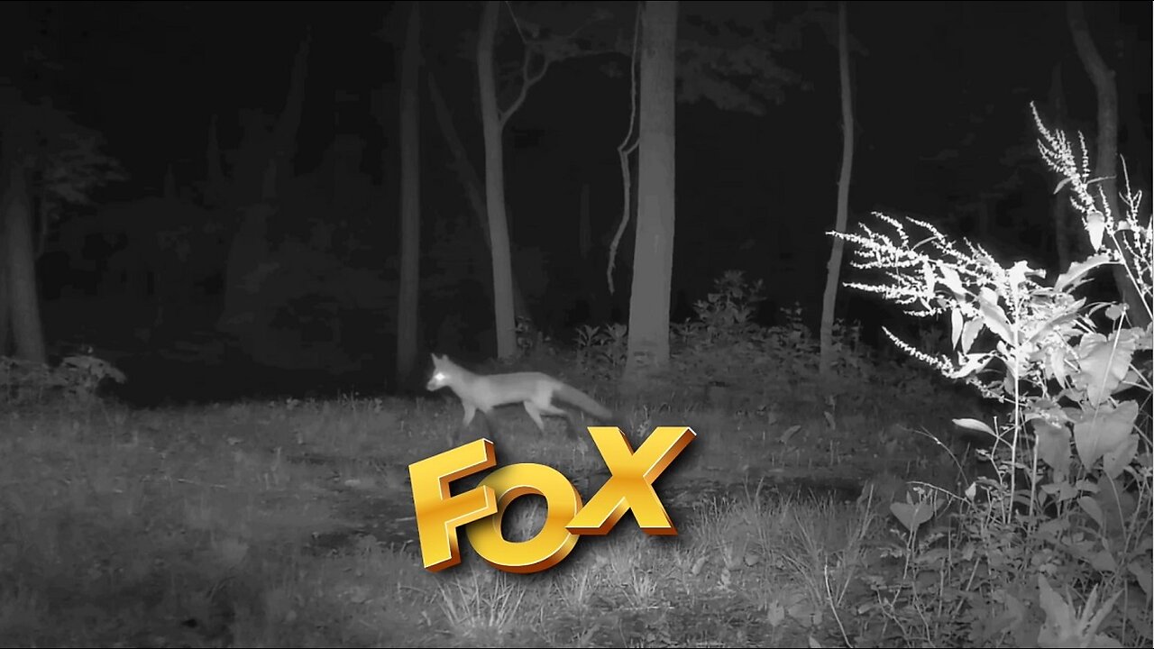 Fox claims his hunting rights to the Hill