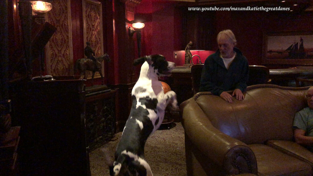 Great Dane dances along to Edison Gramophone