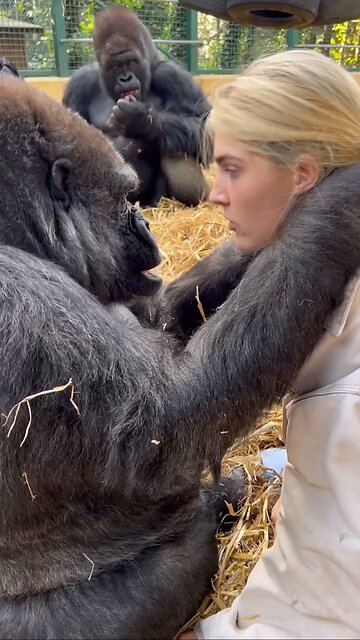 The gorilla family love these interaction 🥰🥰