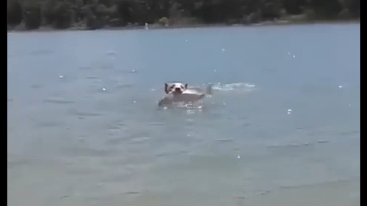 When Your Pitbull Catches You A Fish - HaloRock