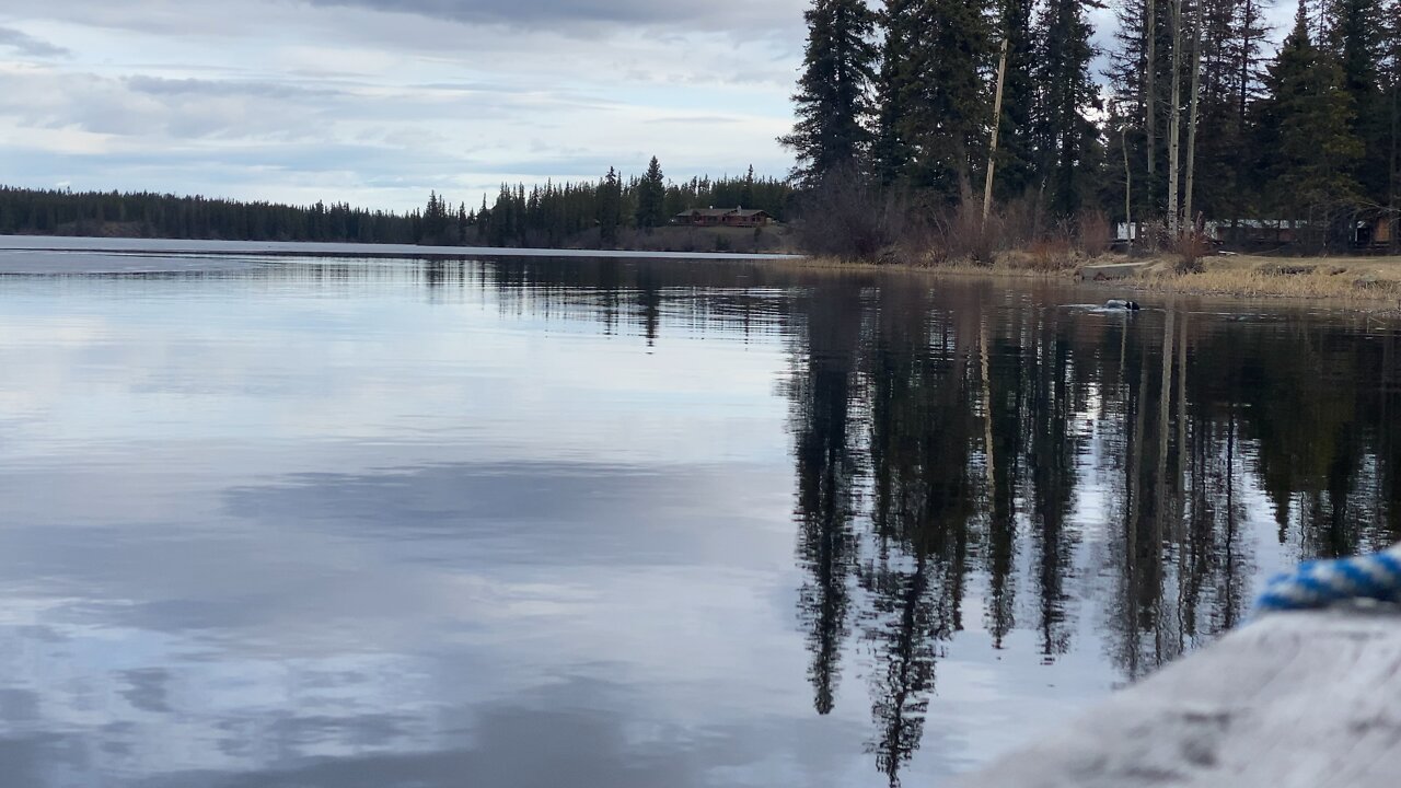 Peaceful morning with my friends(loons)