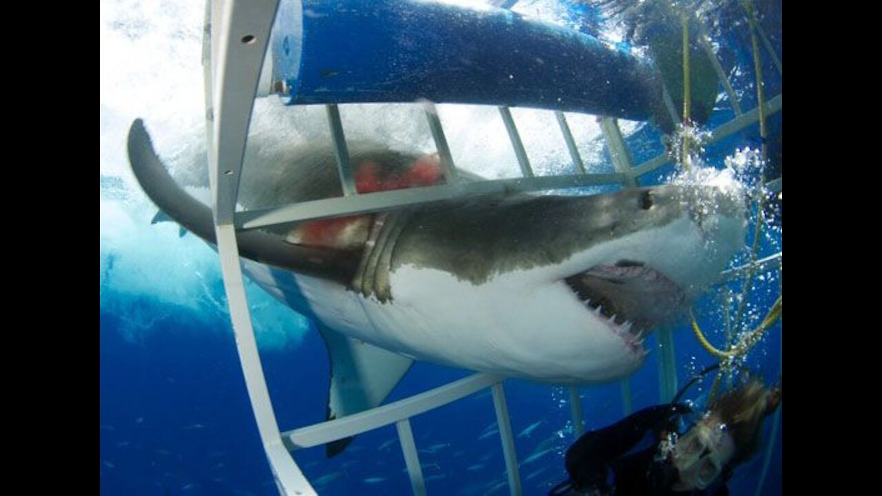 Face to Face With a Great White Shark!