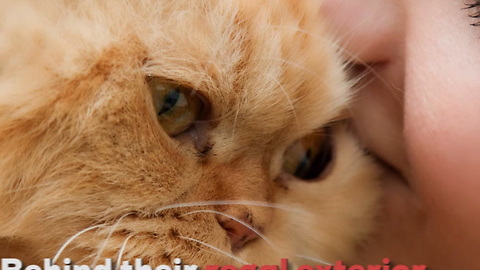Persian Cats Are Like Little Kings and Queens