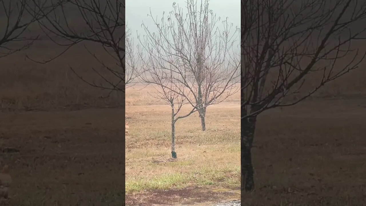 Foggy Winter Morning + #Chickens Pecking in the Orchard = A Different Kind of Winter Bliss #Shorts