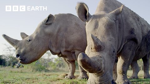 5 Amazing Rhino Conservation Moments | BBC Earth