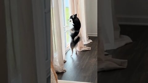 Funny animals