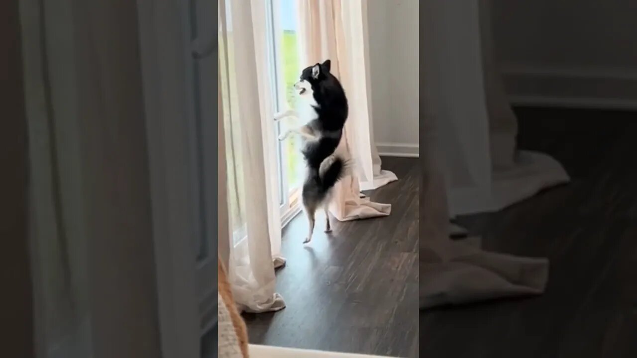 Funny animals