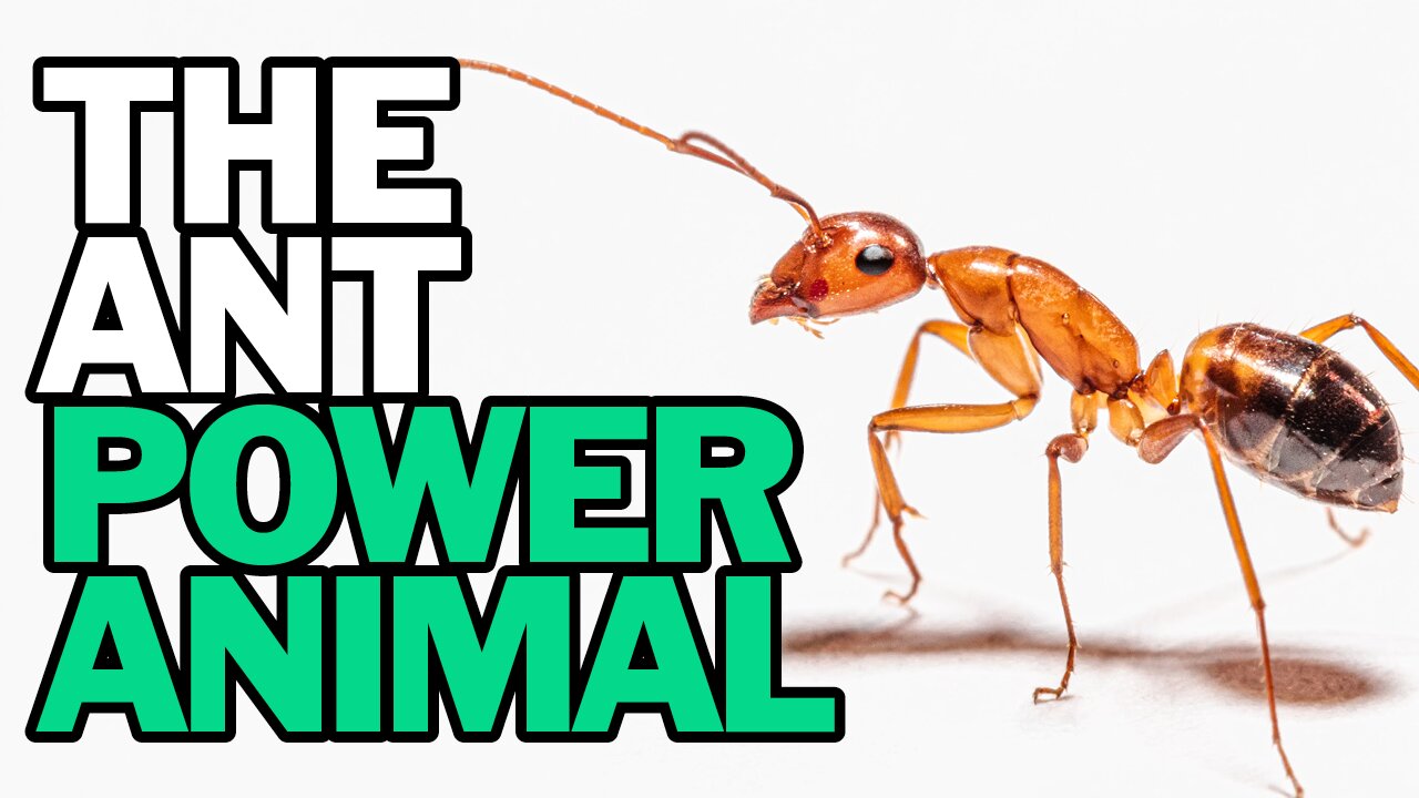 The Ant Power Animal