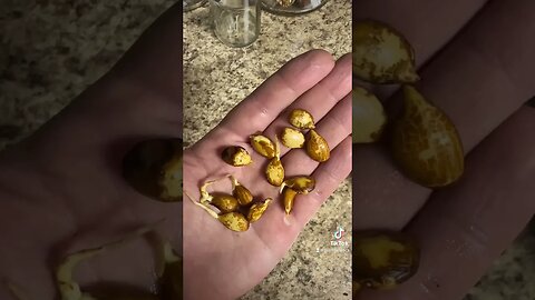 How To Grow Peach Trees From Seed Part 2: Easiest Method