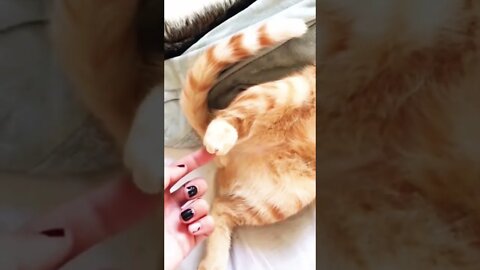 Funny cats Compilation #shorts