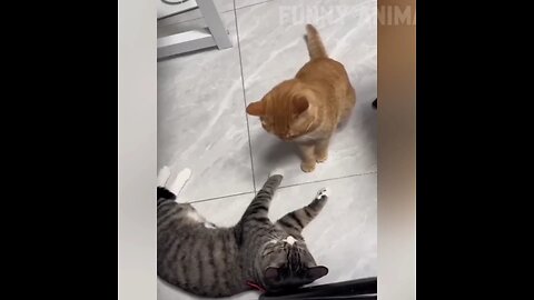 Animals funny videos_2024 they gone mad