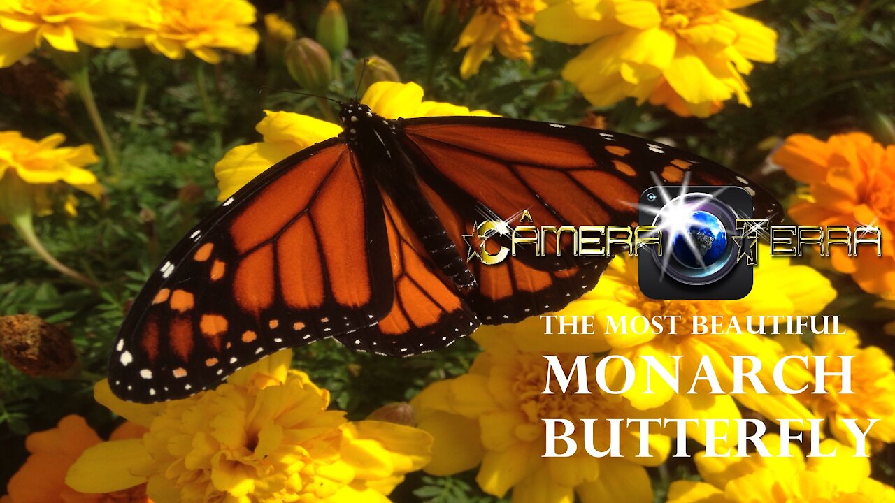 🌎 The monarch butterfly (Danaus plexippus) | 2021